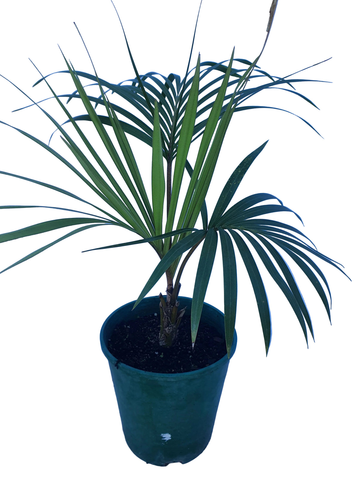 Howea Belmoreana