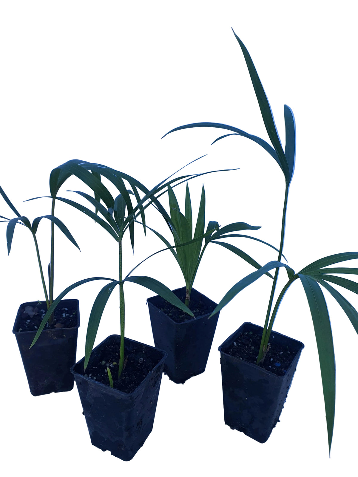 Howea Belmoreana seedling