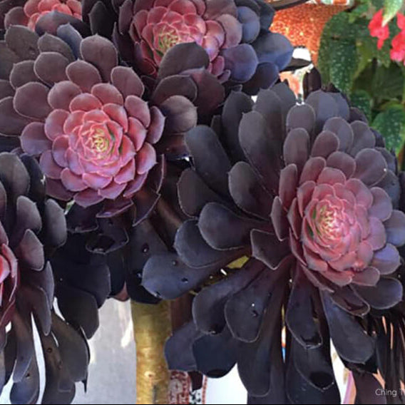 Aeonium Short Black