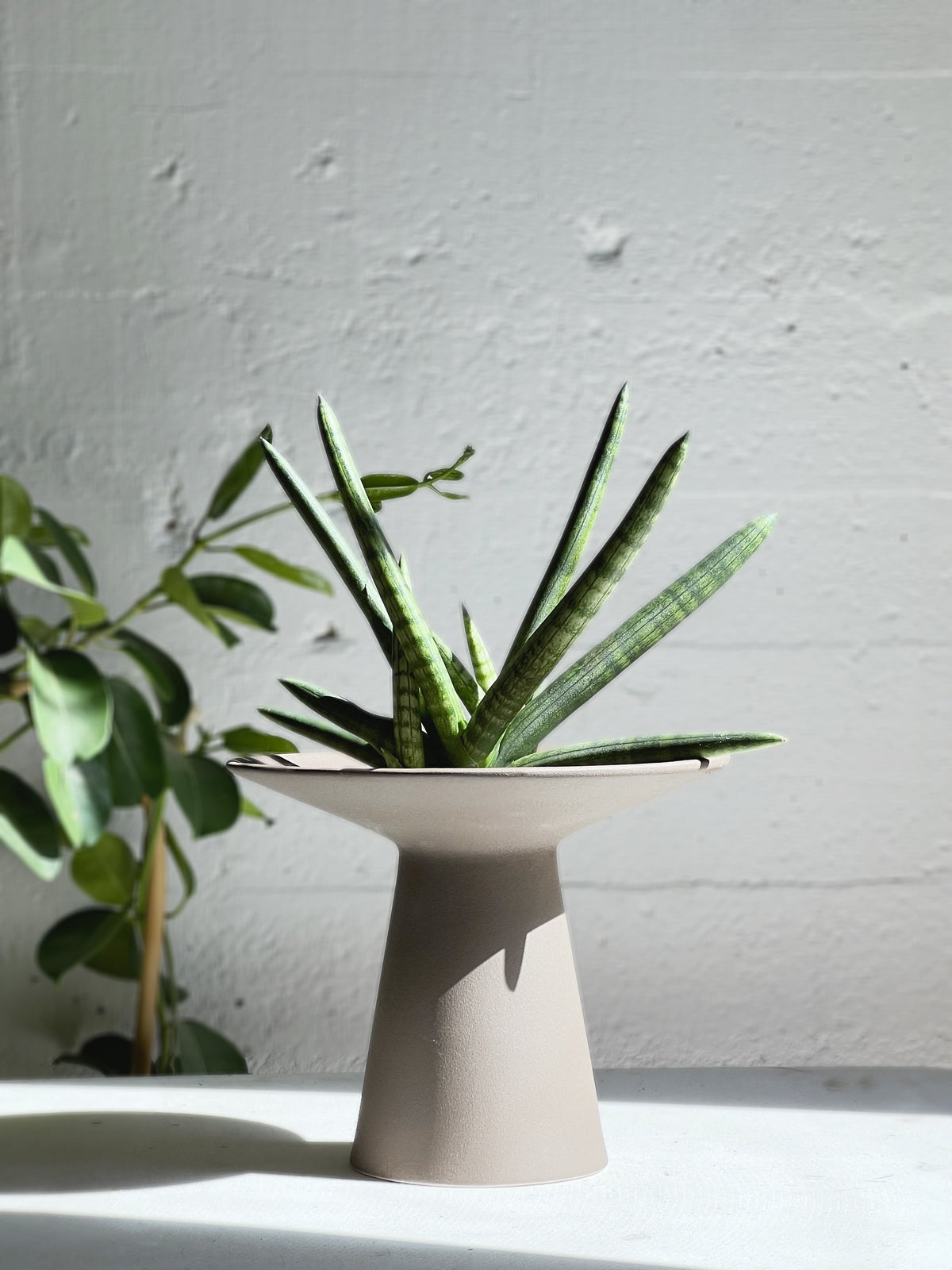 Sansevieria / Snake Plant