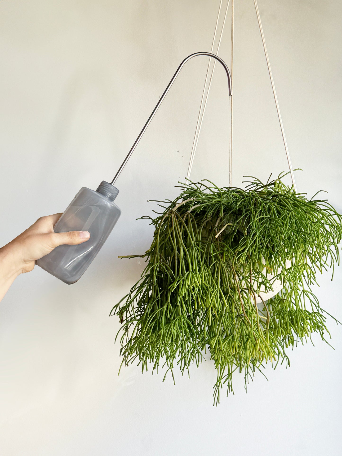 Watering Bottle for Hanging Plants