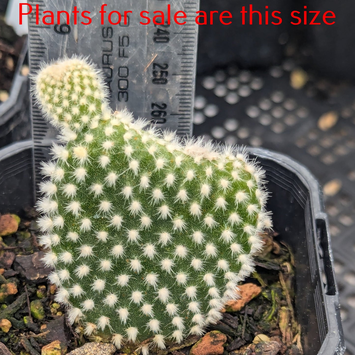 Opuntia Microdasys White | Bunny Ears Cactus
