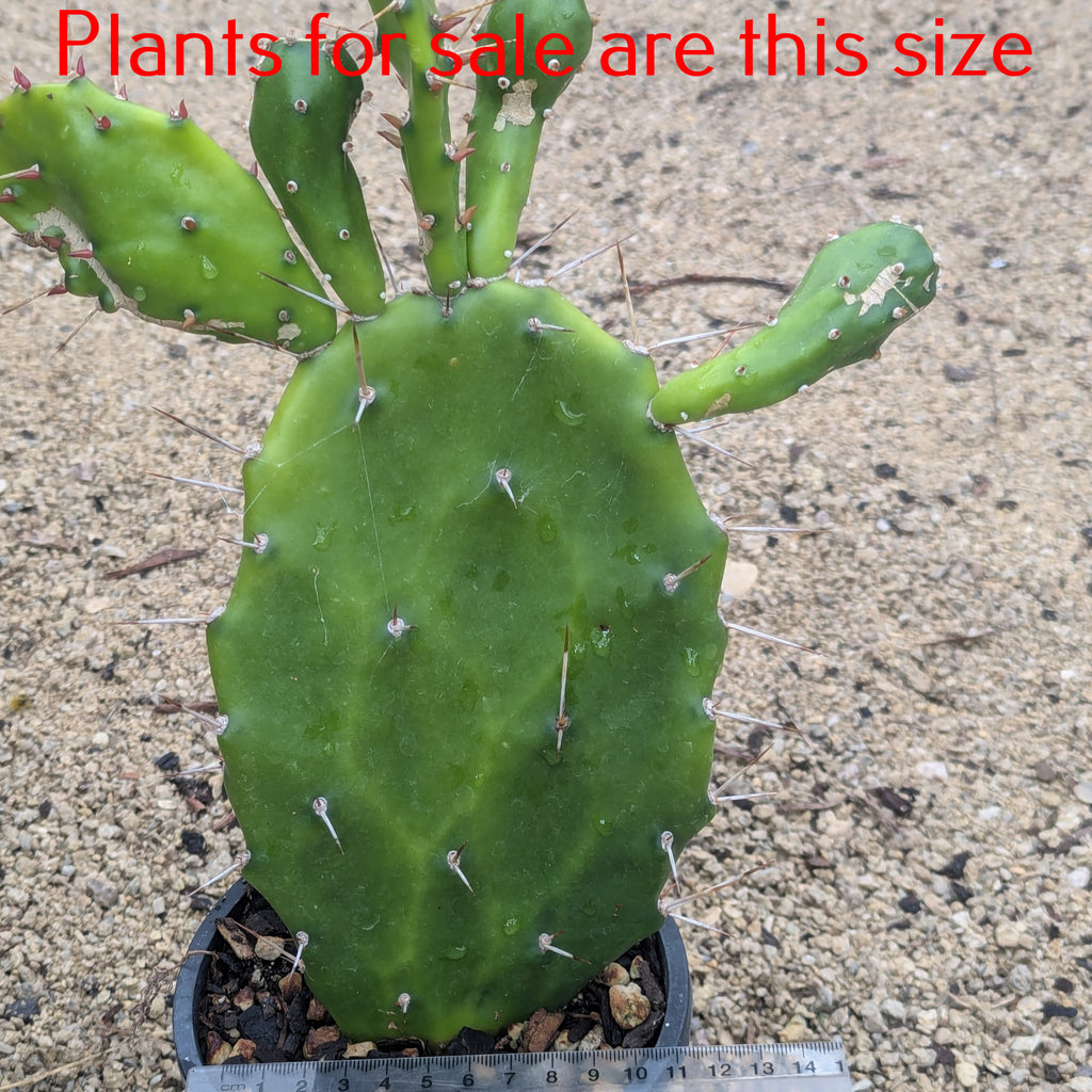 Opuntia Monacantha | Drooping Prickly Pear