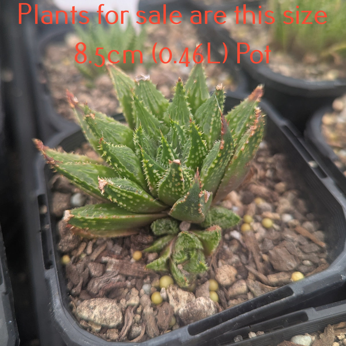 Haworthia Guttata