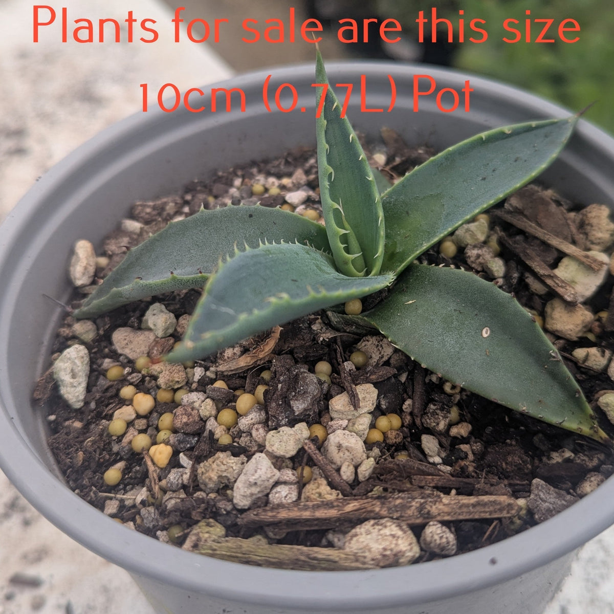 Agave Americana | Century Plant