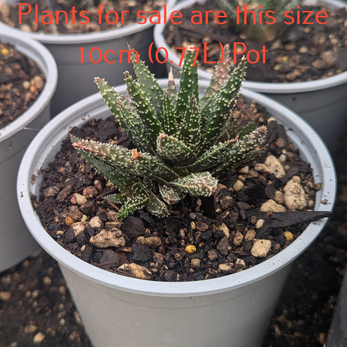 Aloe Twilight Zone