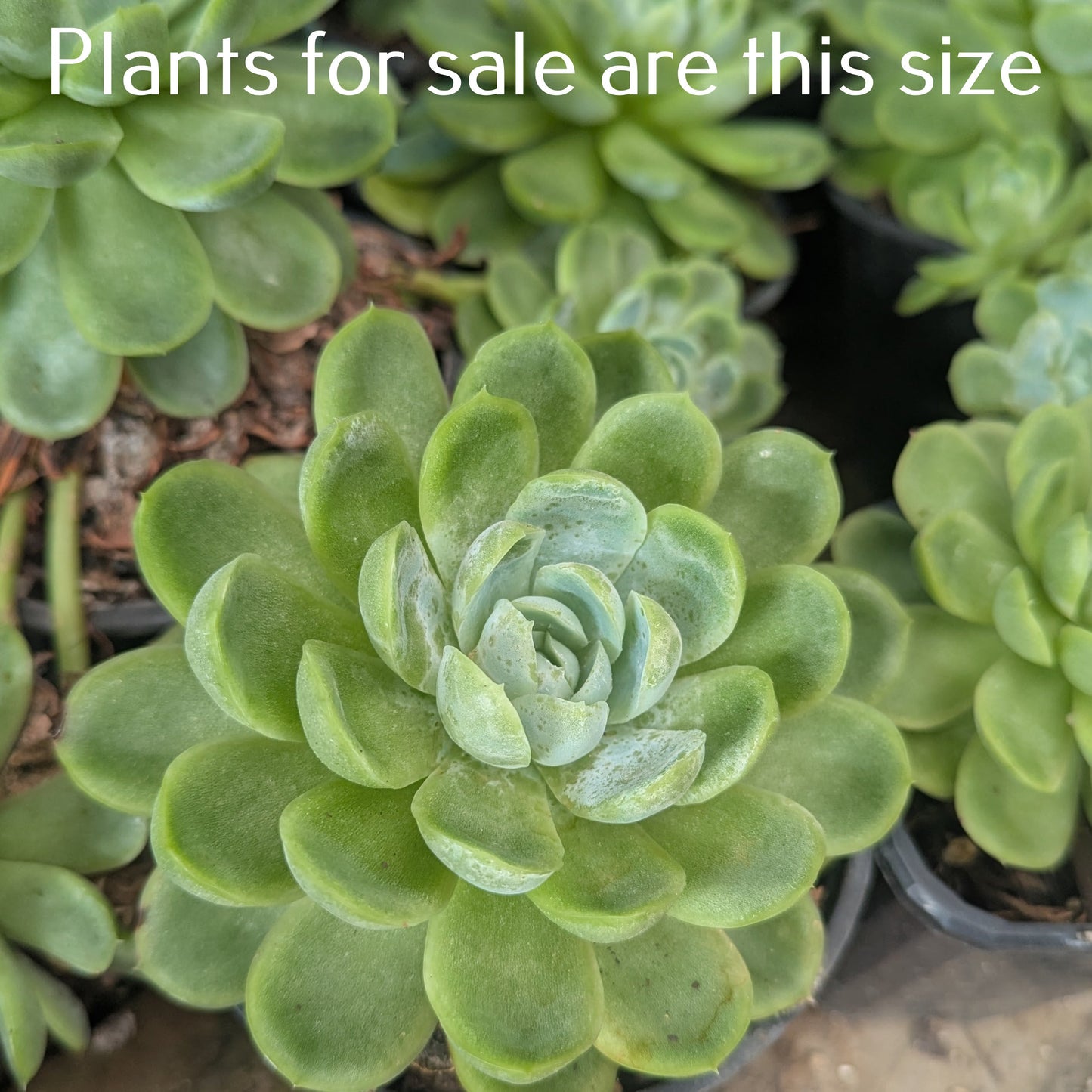 Echeveria Elegans | Mexican Snowball