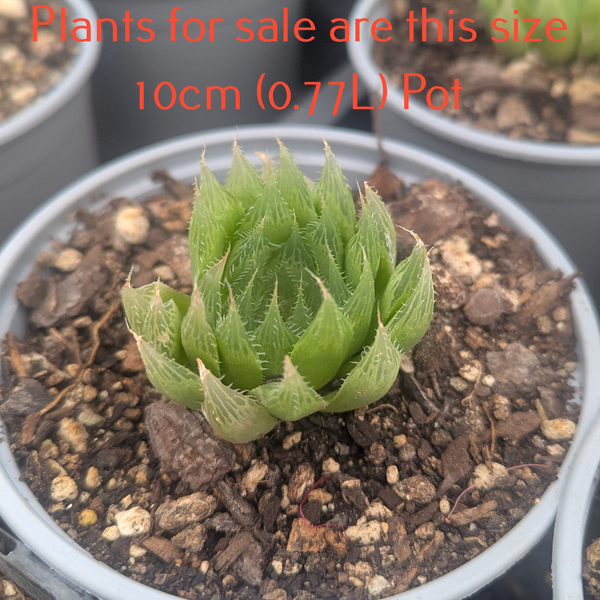 Haworthia Decipiens var Pringlei