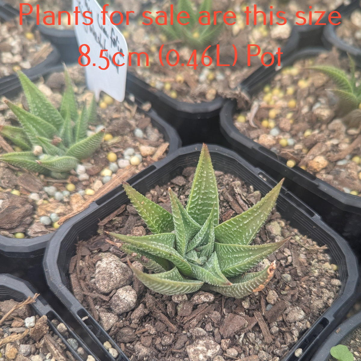 Haworthia Limifolia | Fairy Washboard