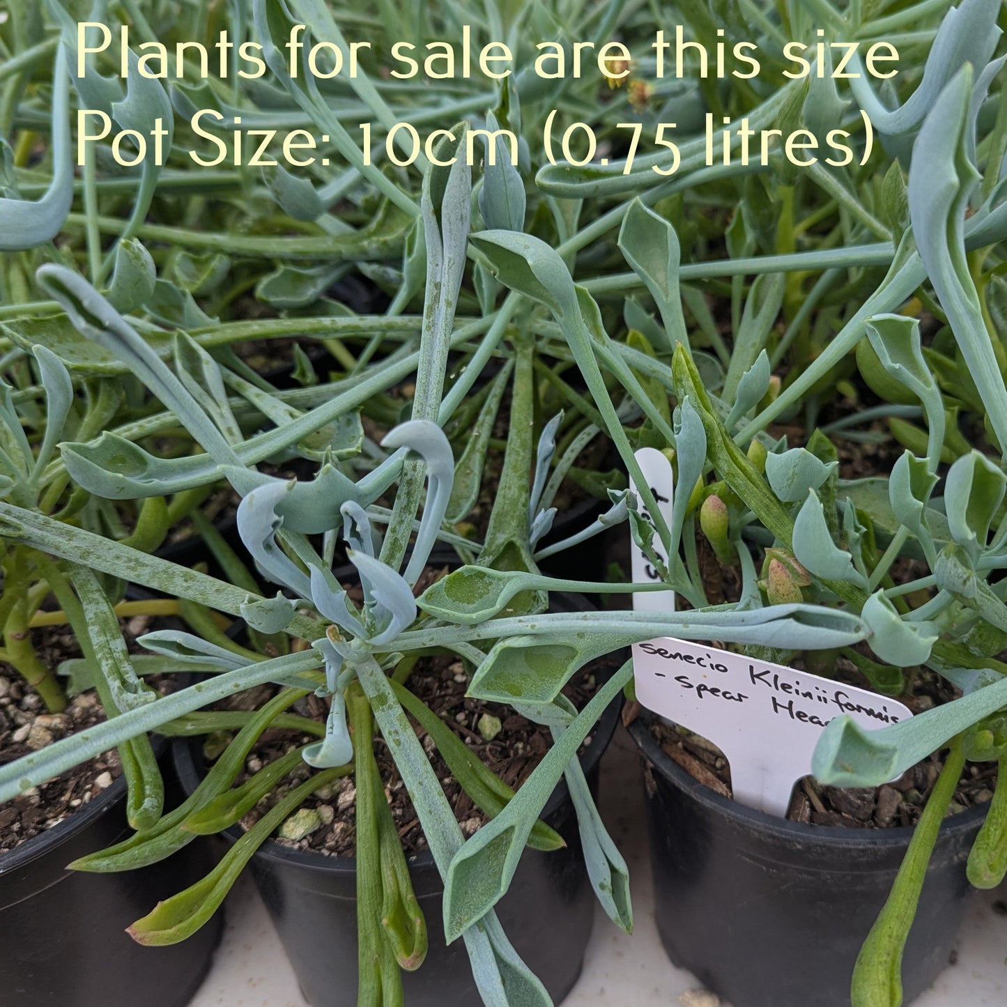 Senecio Kleiniiformis | Spear Head