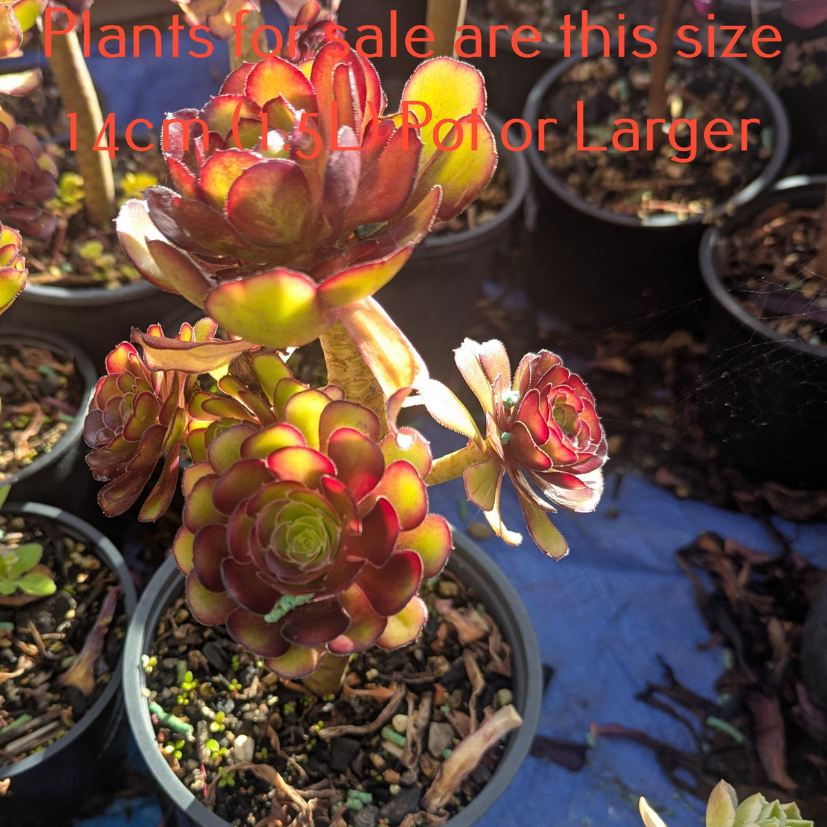 Aeonium Garnet