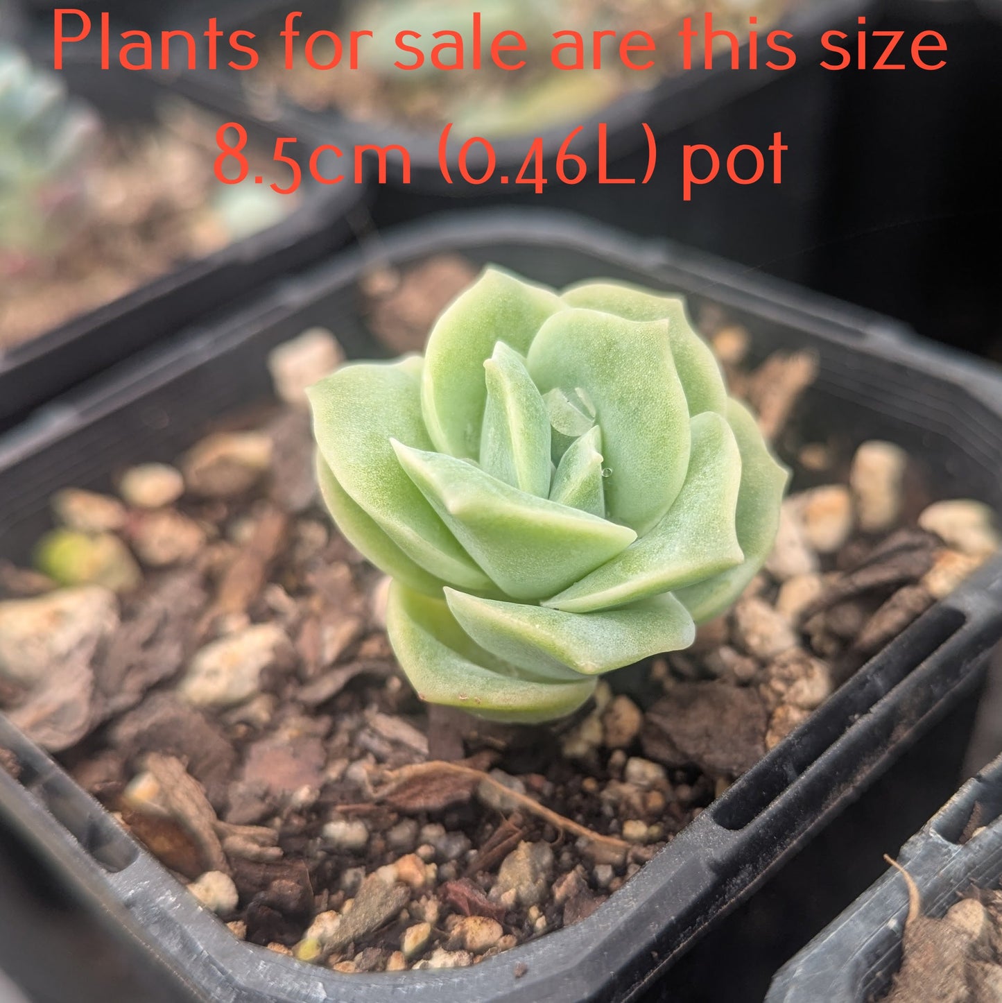 Graptoveria Lovely Rose