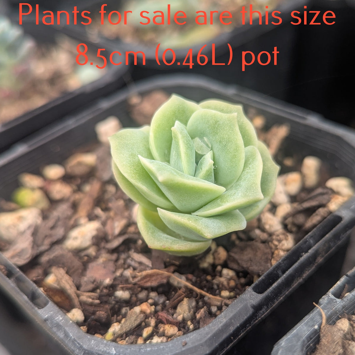 Graptoveria Lovely Rose