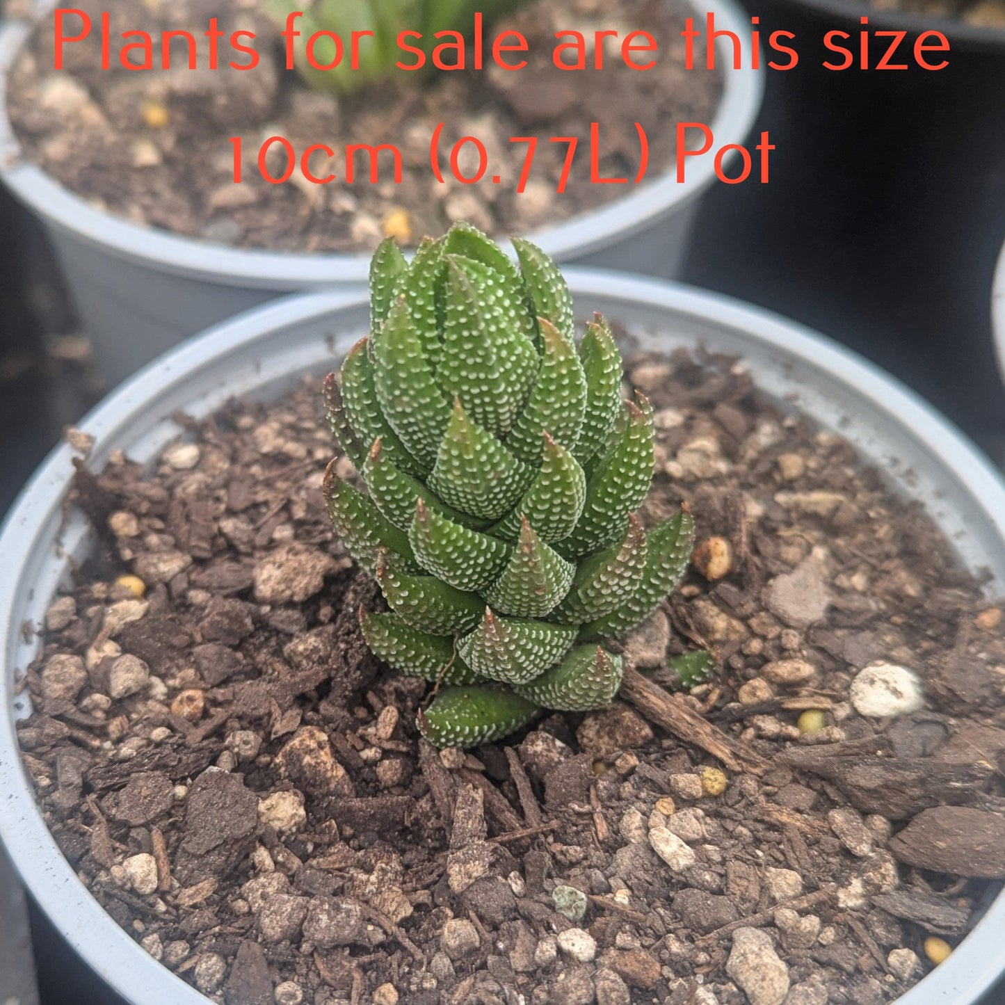 Haworthia Coarctata var Chalwinii