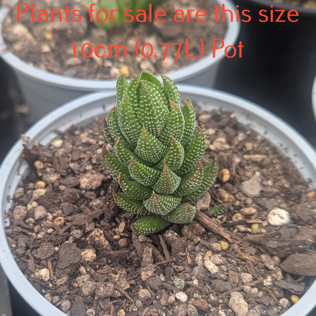 Haworthia Coarctata var Chalwinii