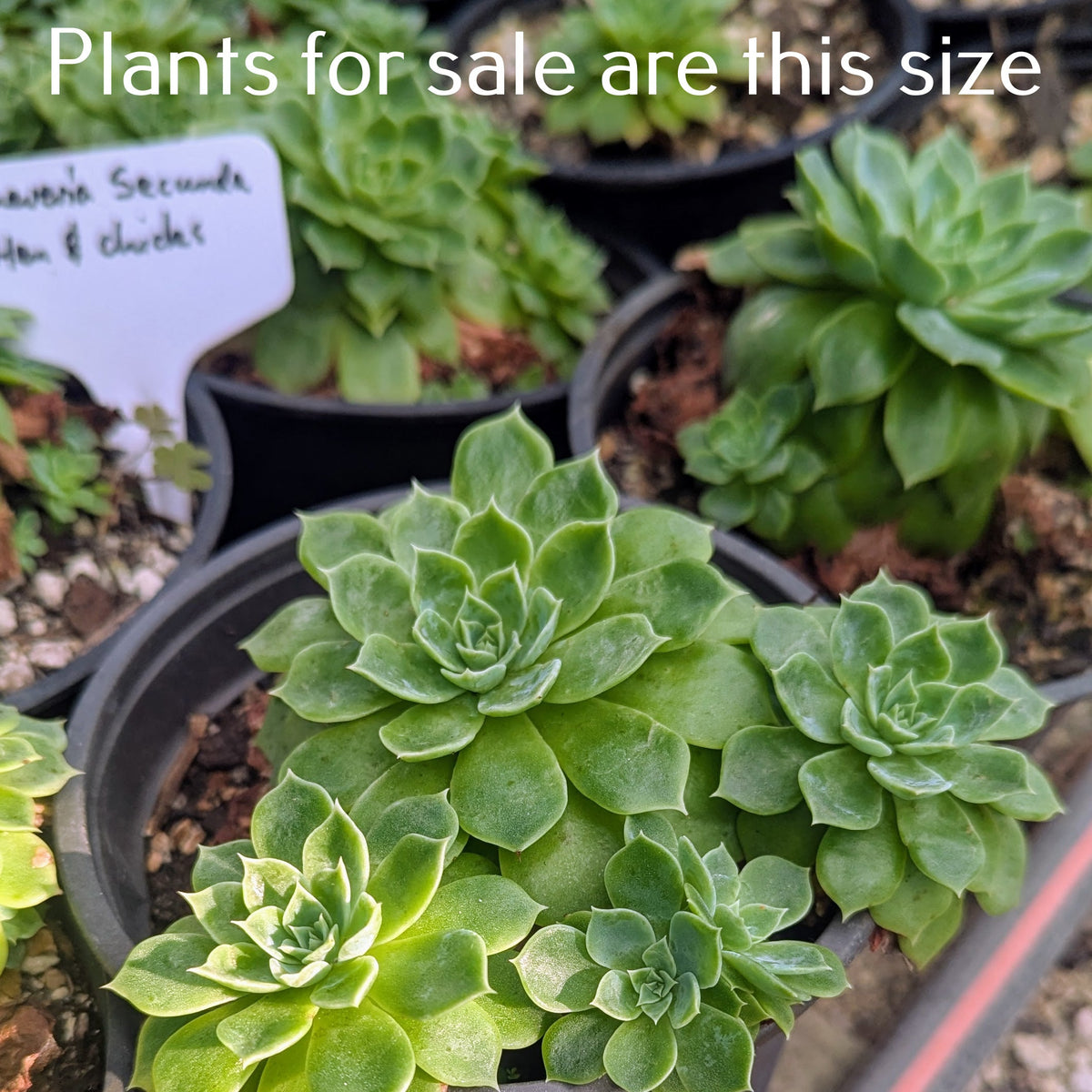 Echeveria Secunda | Hen and Chicks