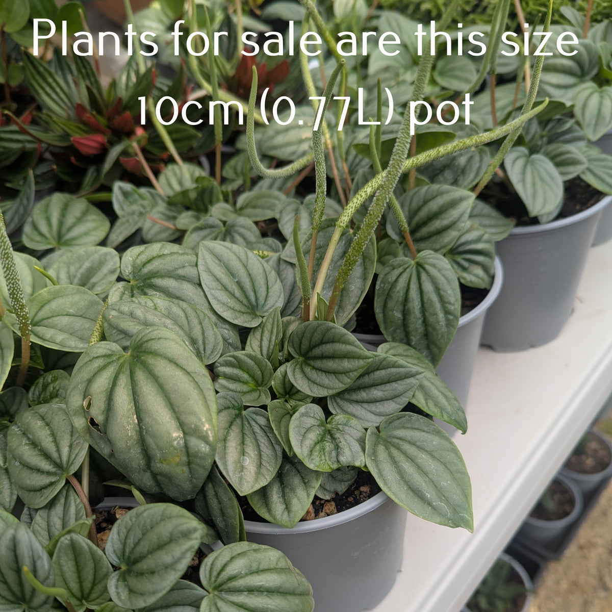 Peperomia Caperata | Moonlight