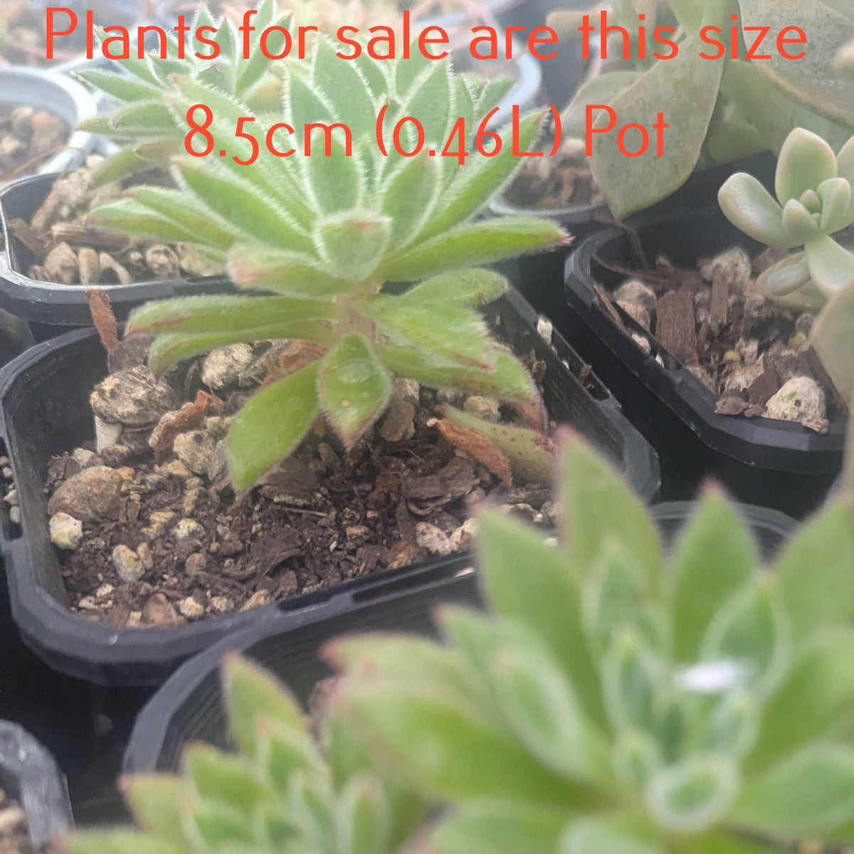 Echeveria Setosa Oliver | Set-Oliver