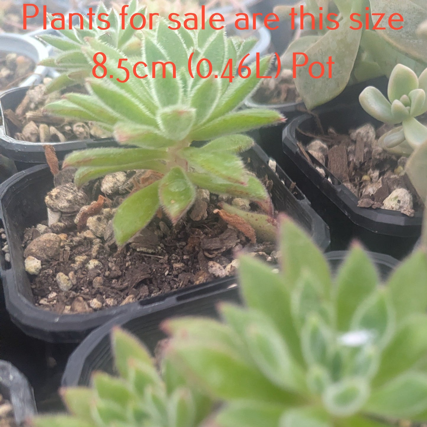 Echeveria Setosa Oliver | Set-Oliver