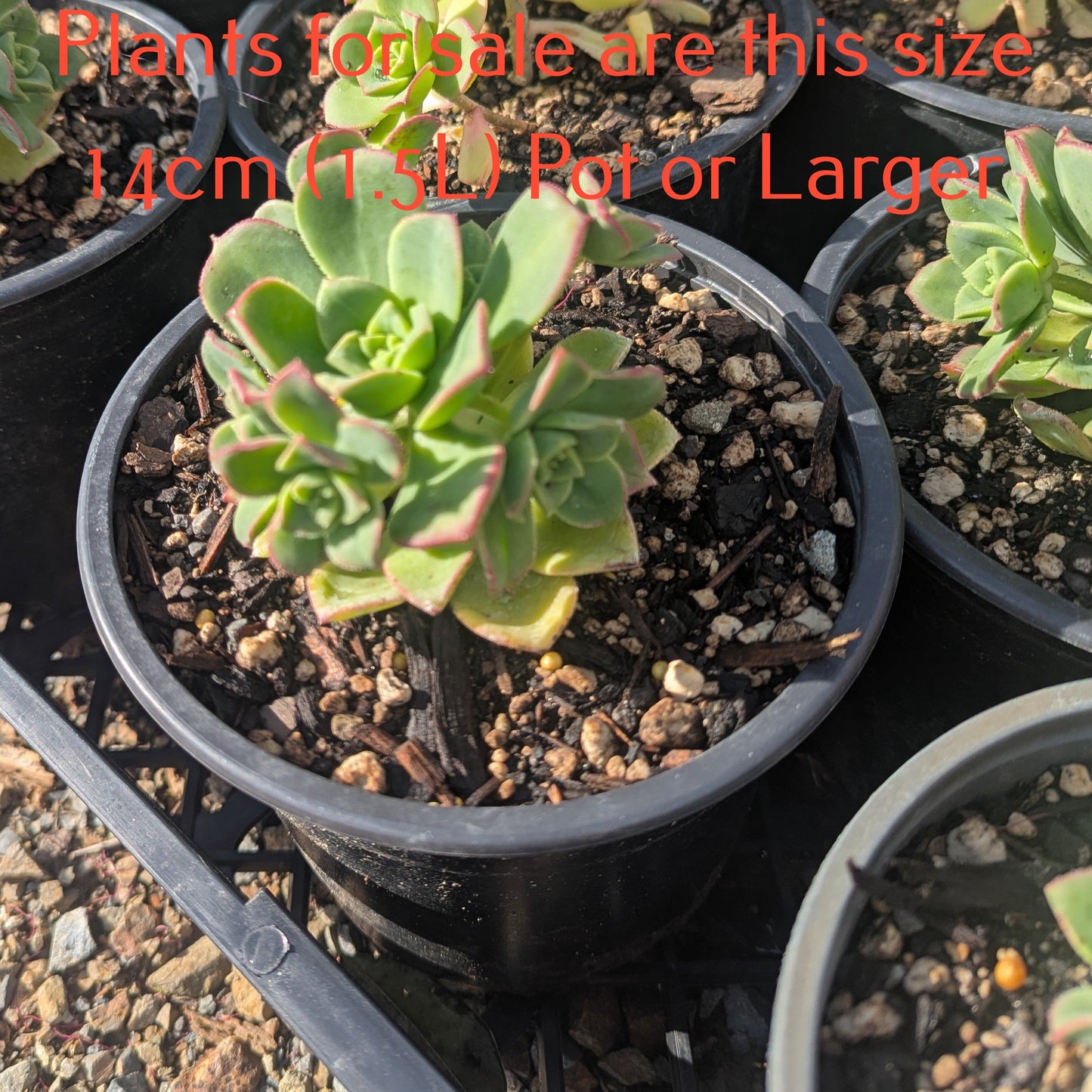 Aeonium Decorum var Guarimarense | Giant Houseleek