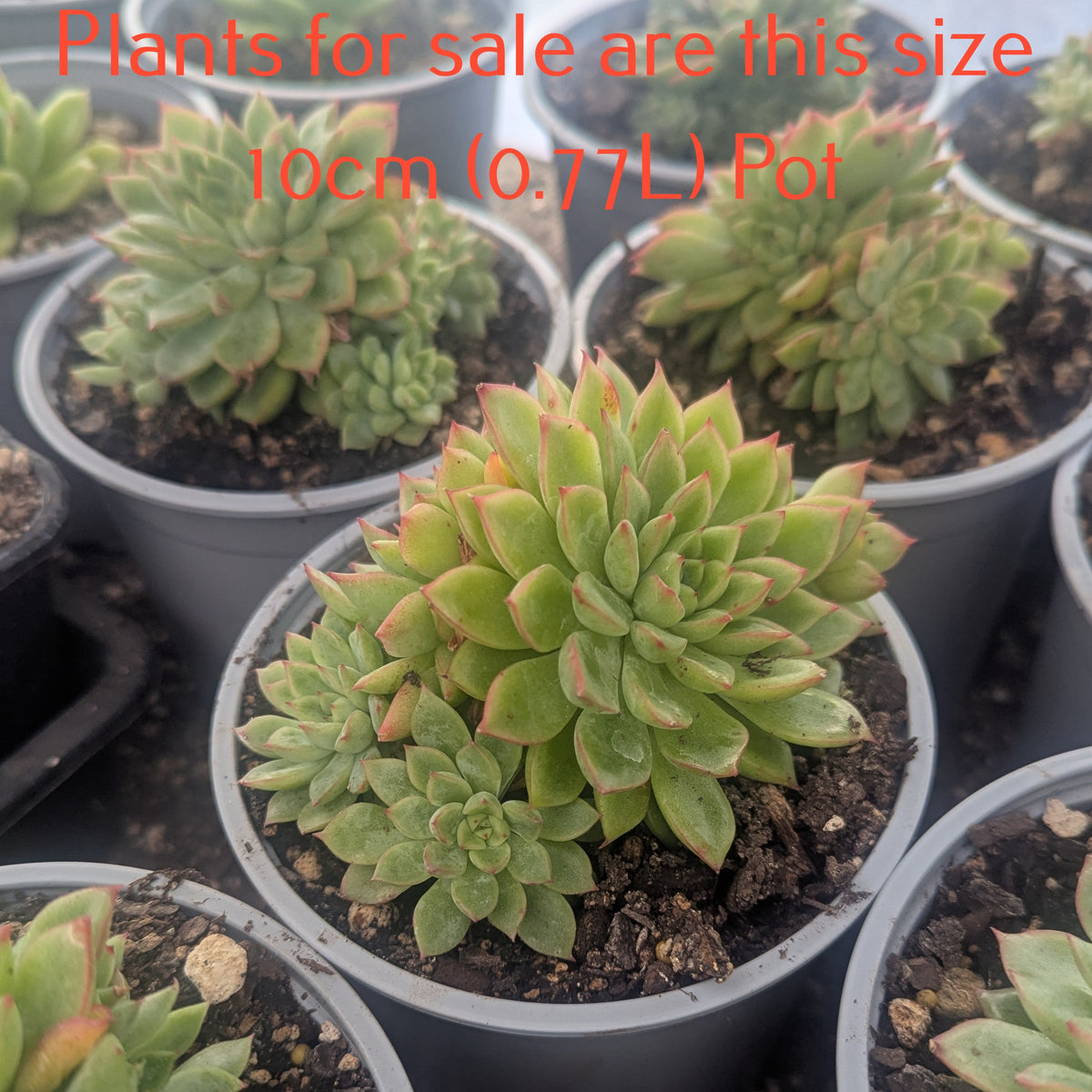 Echeveria Cimette