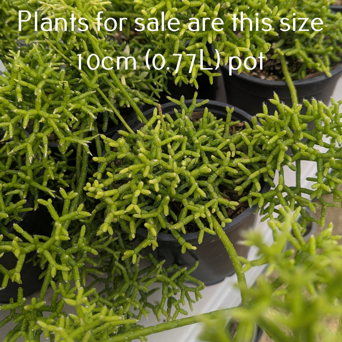 Rhipsalis Cereuscula | Coral Cactus