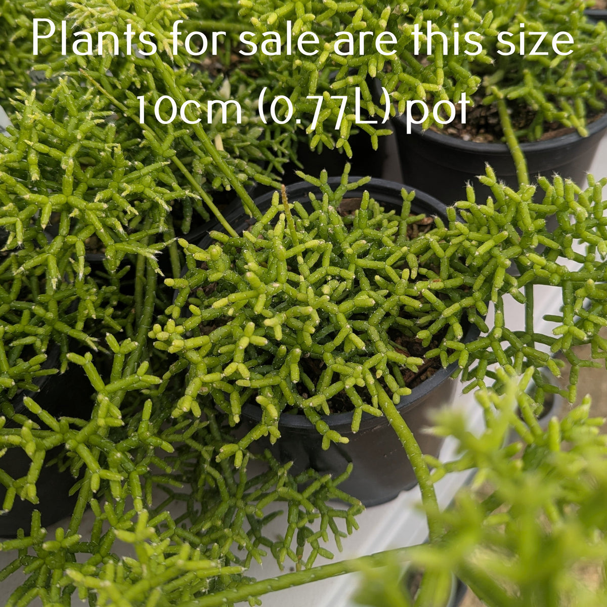Rhipsalis Cereuscula | Coral Cactus