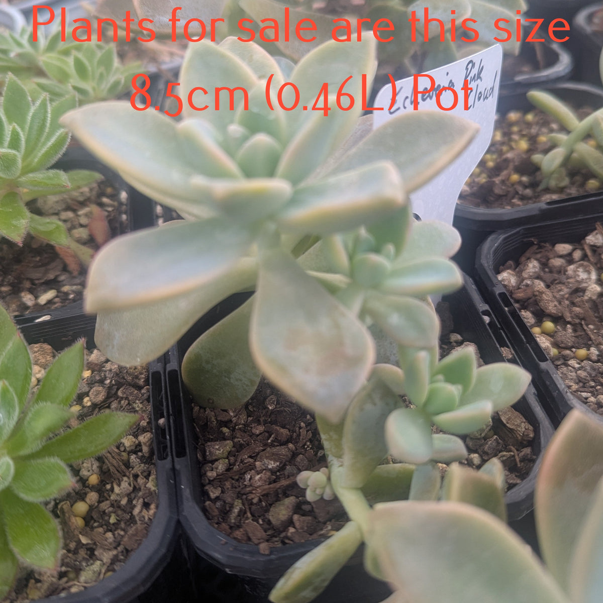 Echeveria Pink Cloud