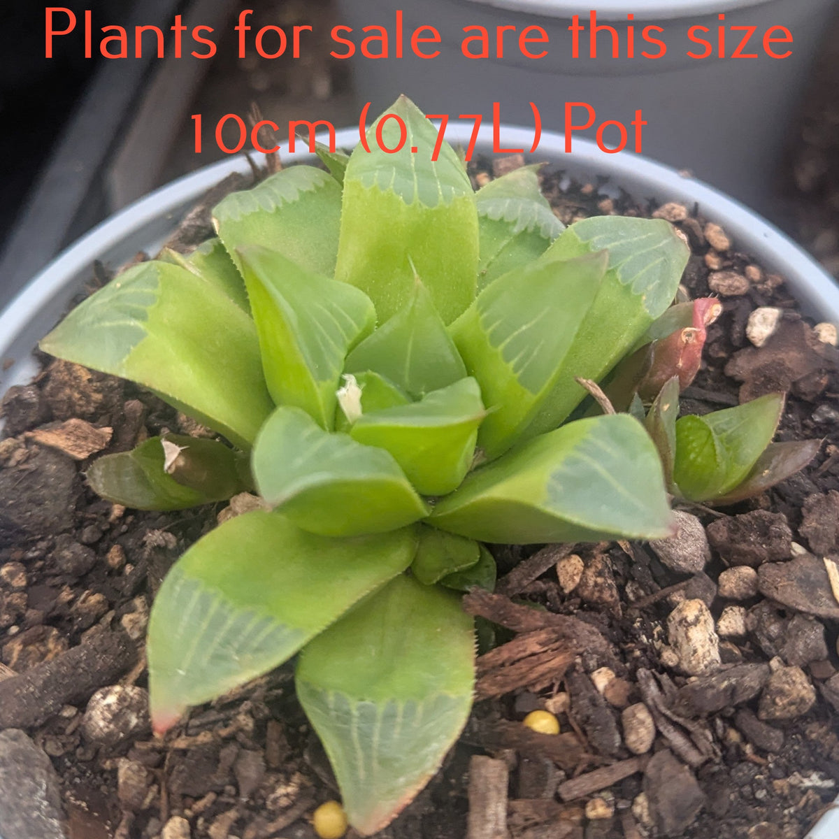 Haworthia Mirabilis var. Mundula