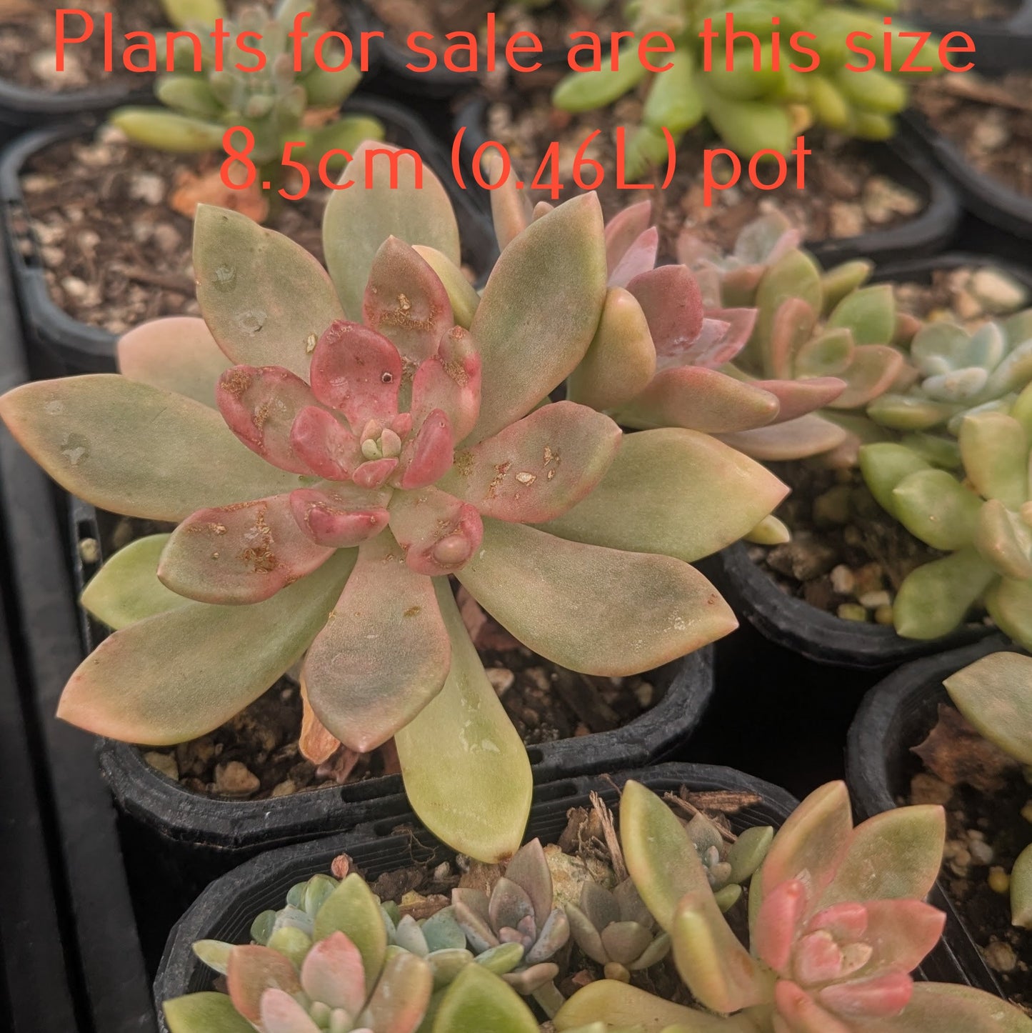 Graptoveria Opalina Cristata