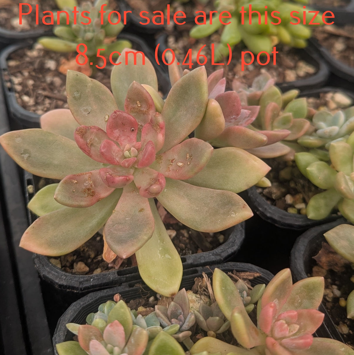 Graptoveria Opalina Cristata