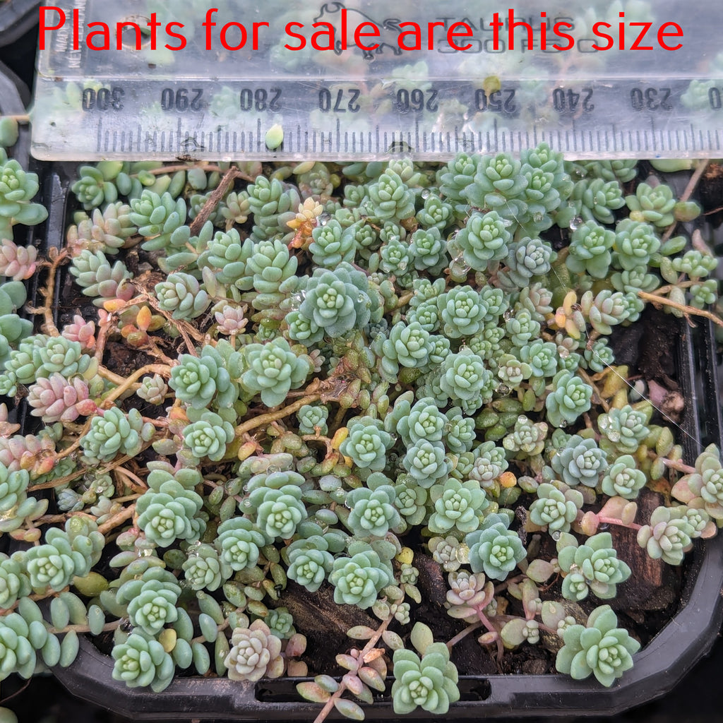 Sedum Dasyphyllum Minor | Blue Tears