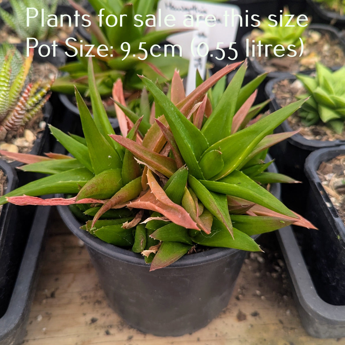 Haworthia Glabrata