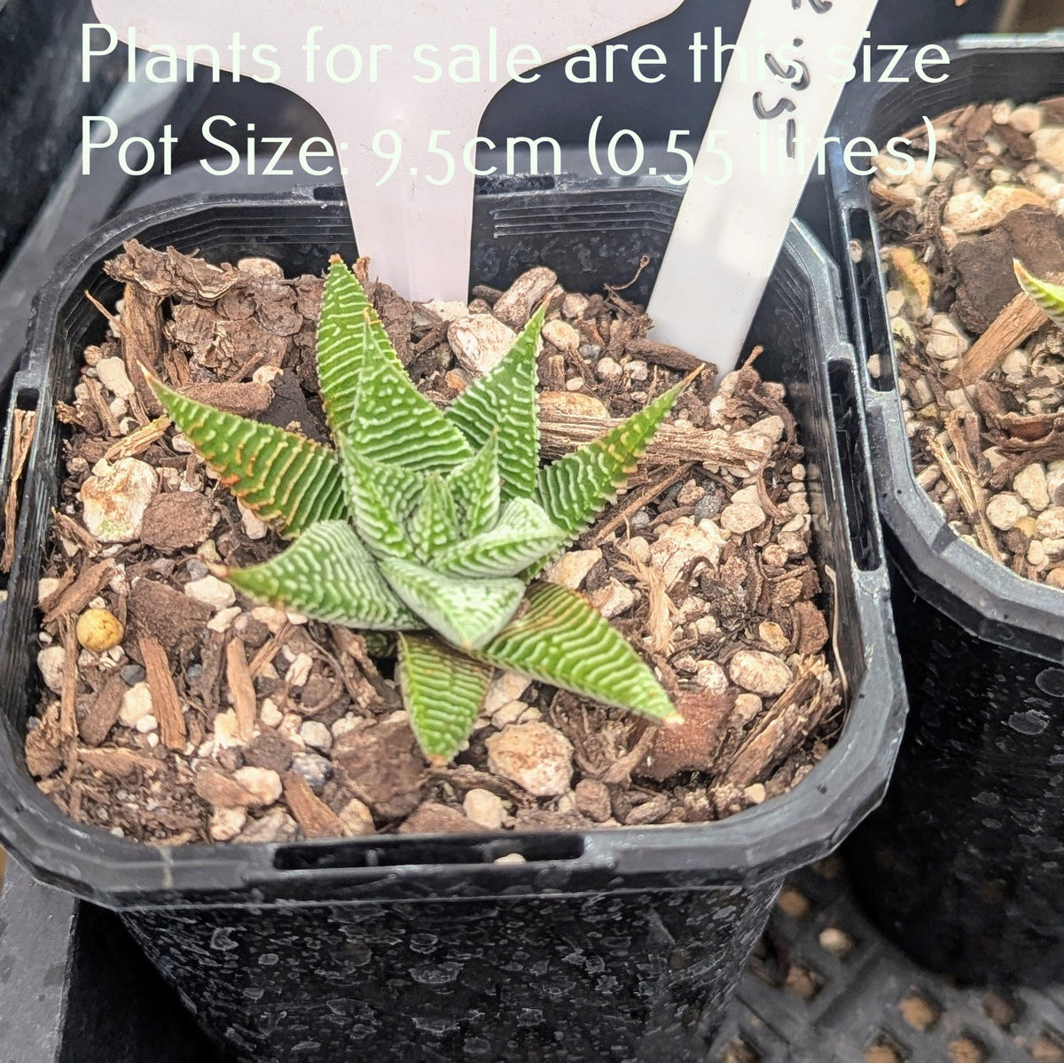 Haworthiopsis Limifoia | Spider White