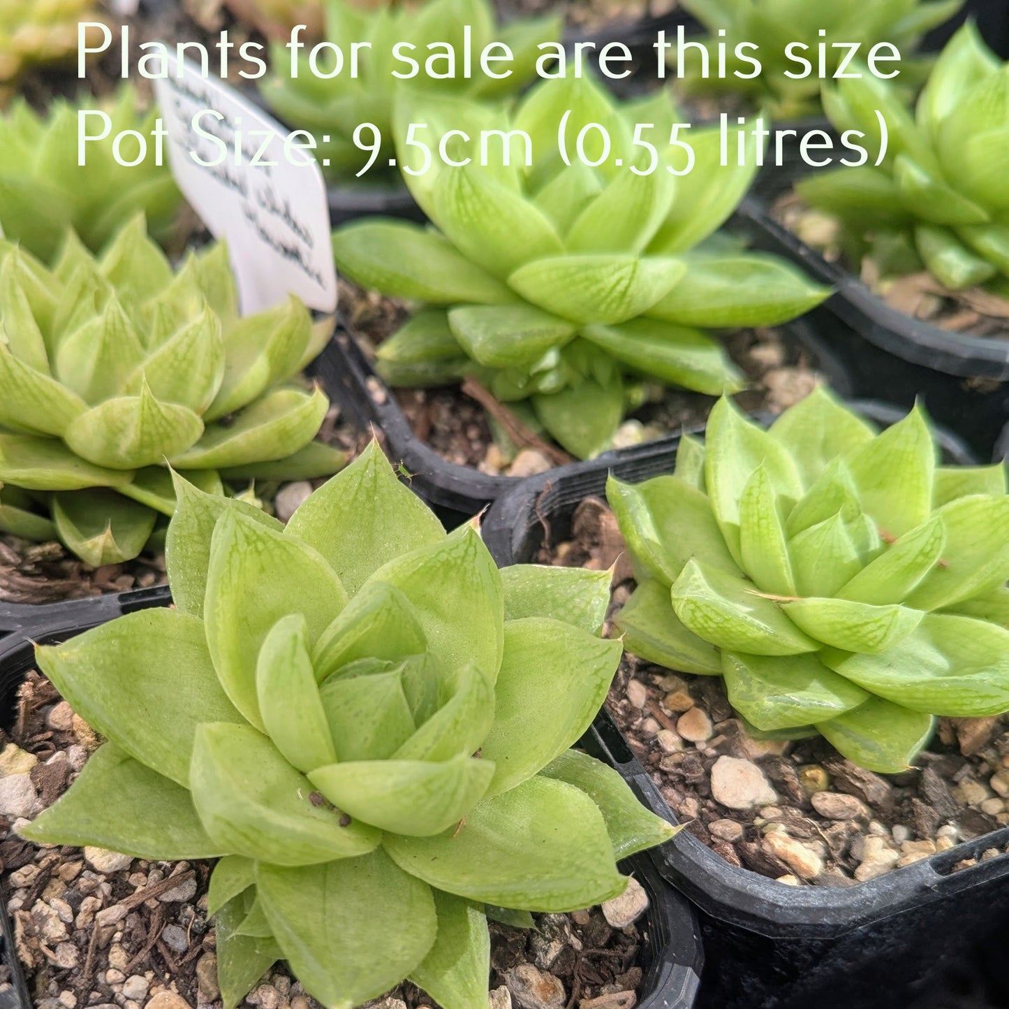 Haworthia Cymbiformis | Cathedral Window Haworthia