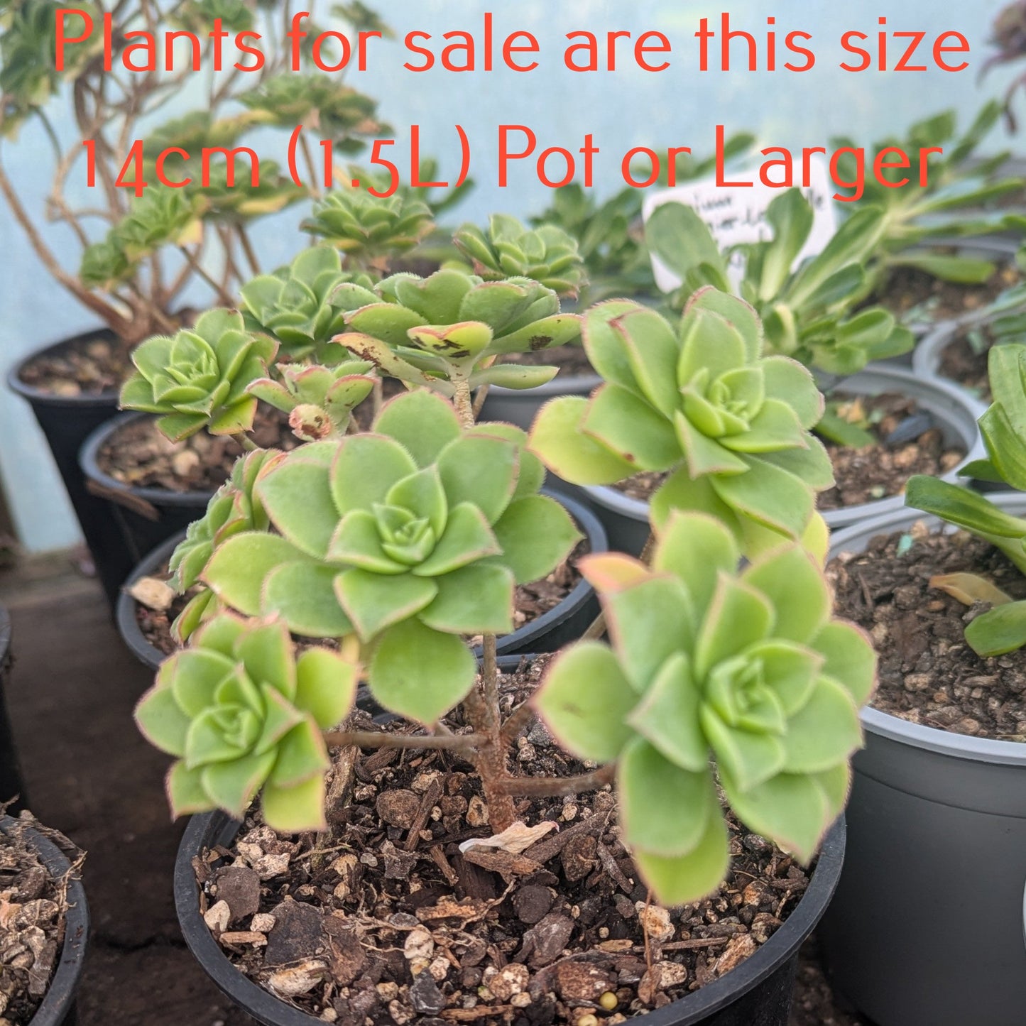 Aeonium Decorum var Guarimarense | Miniature Bonsai version