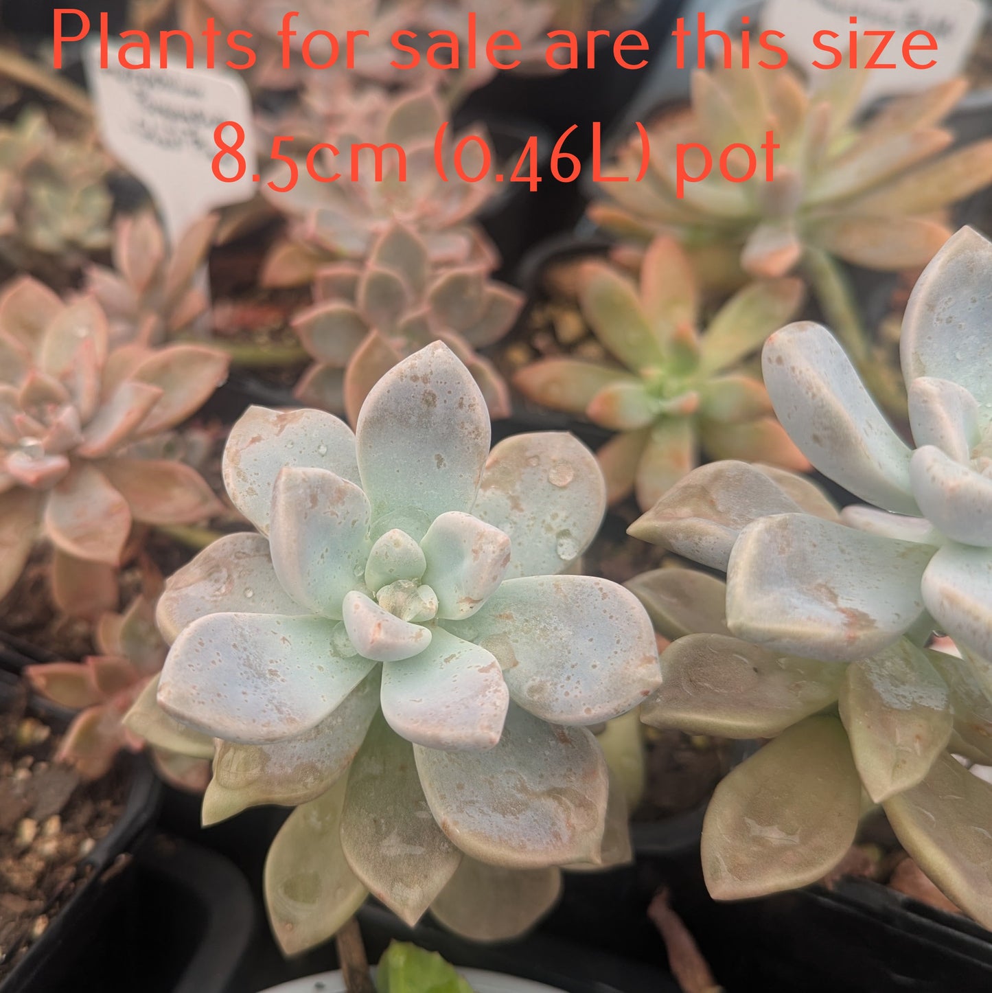 Graptoveria Tibutans | Porcelain Plant