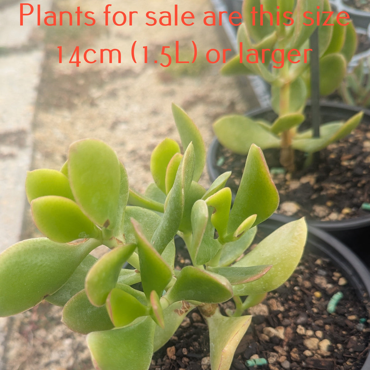 Crassula Ovata Ruby