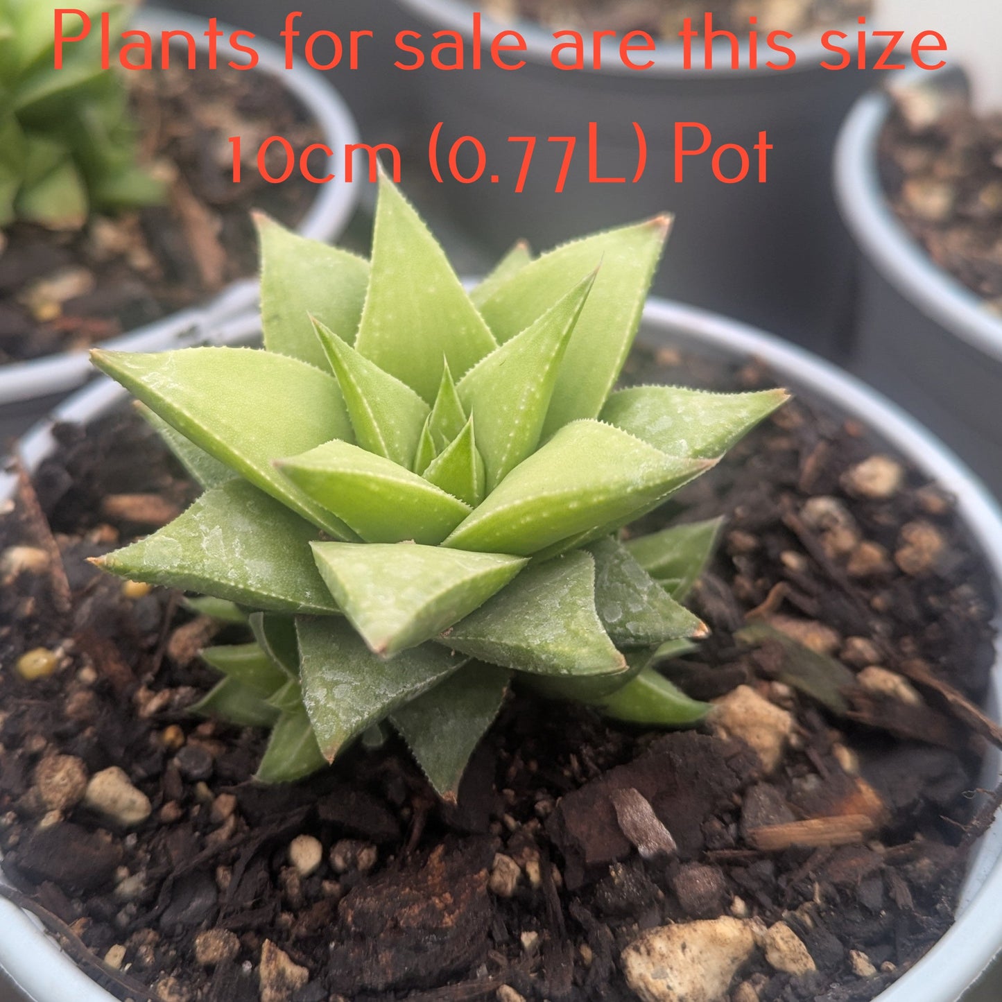 Haworthiopsis Manda's Hybrid