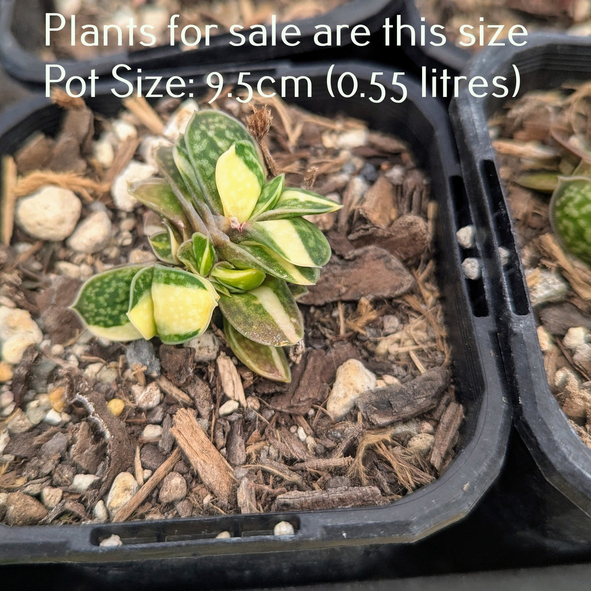 Gasteria Ernest-Ruschii f. Variegata