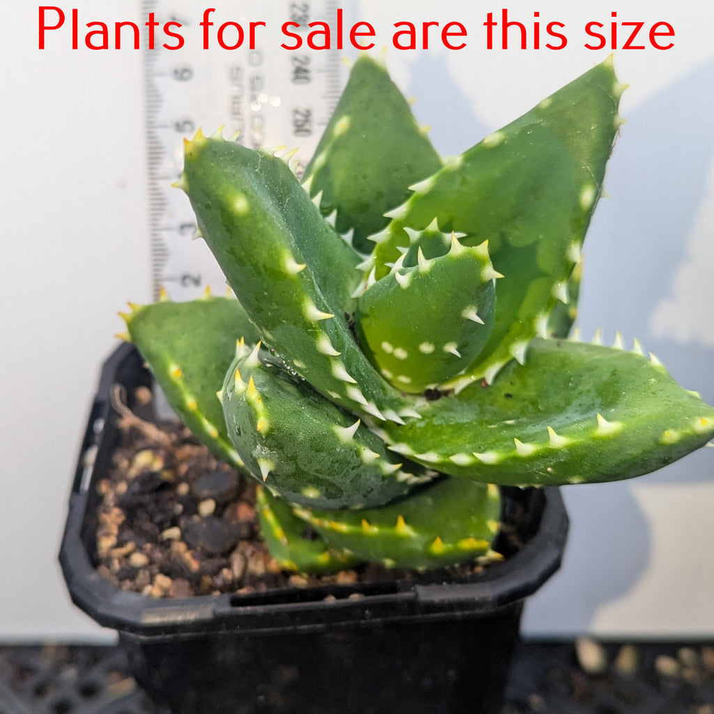 Aloe Distans | Golden Tooth Aloe