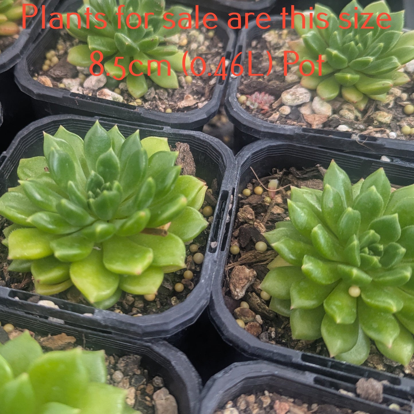 Echeveria Emerald Ripple