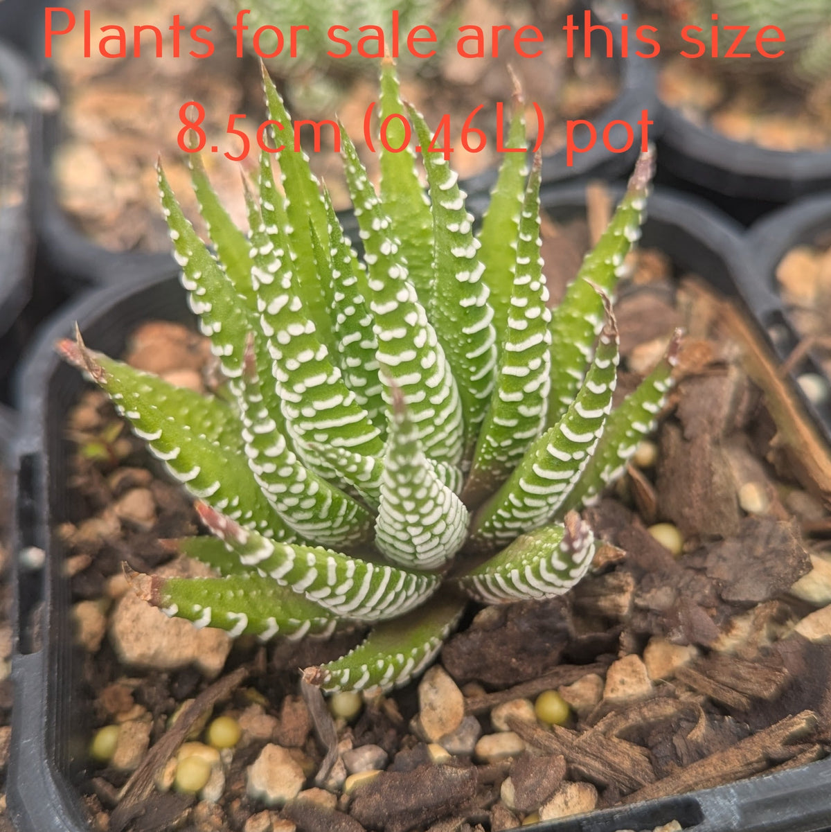 Haworthia Attenuata Fasciata | Zebra Plant