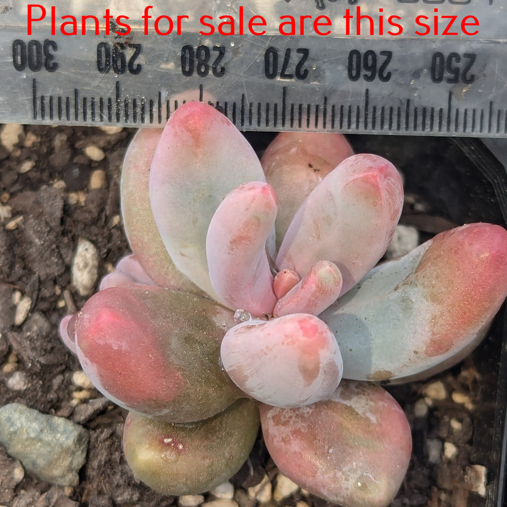 Pachyphytum Fittkaui
