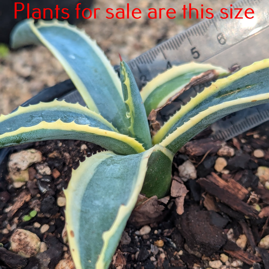 Agave Americana Marginata | Variegated Century Plant