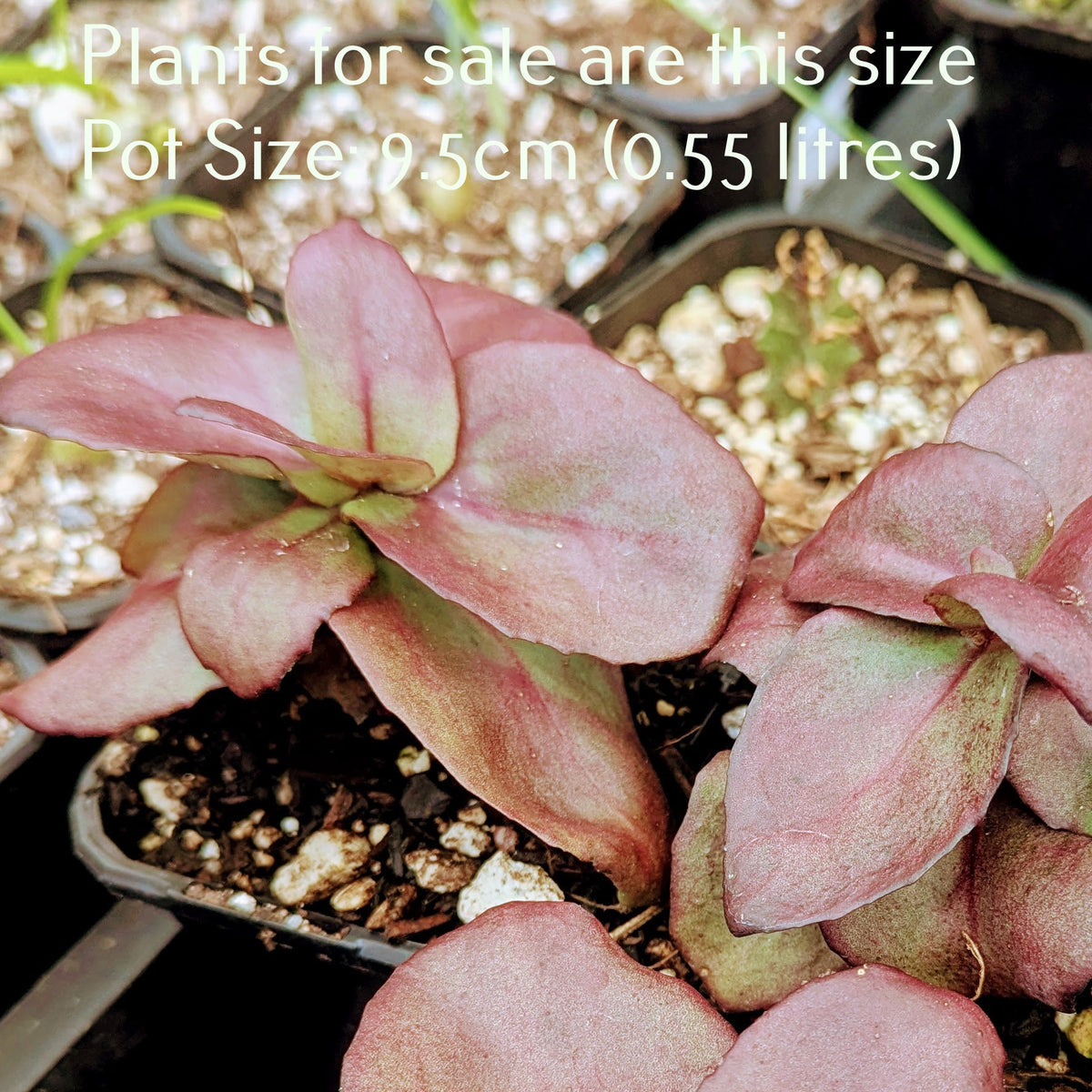 Sedum Midnight Coral