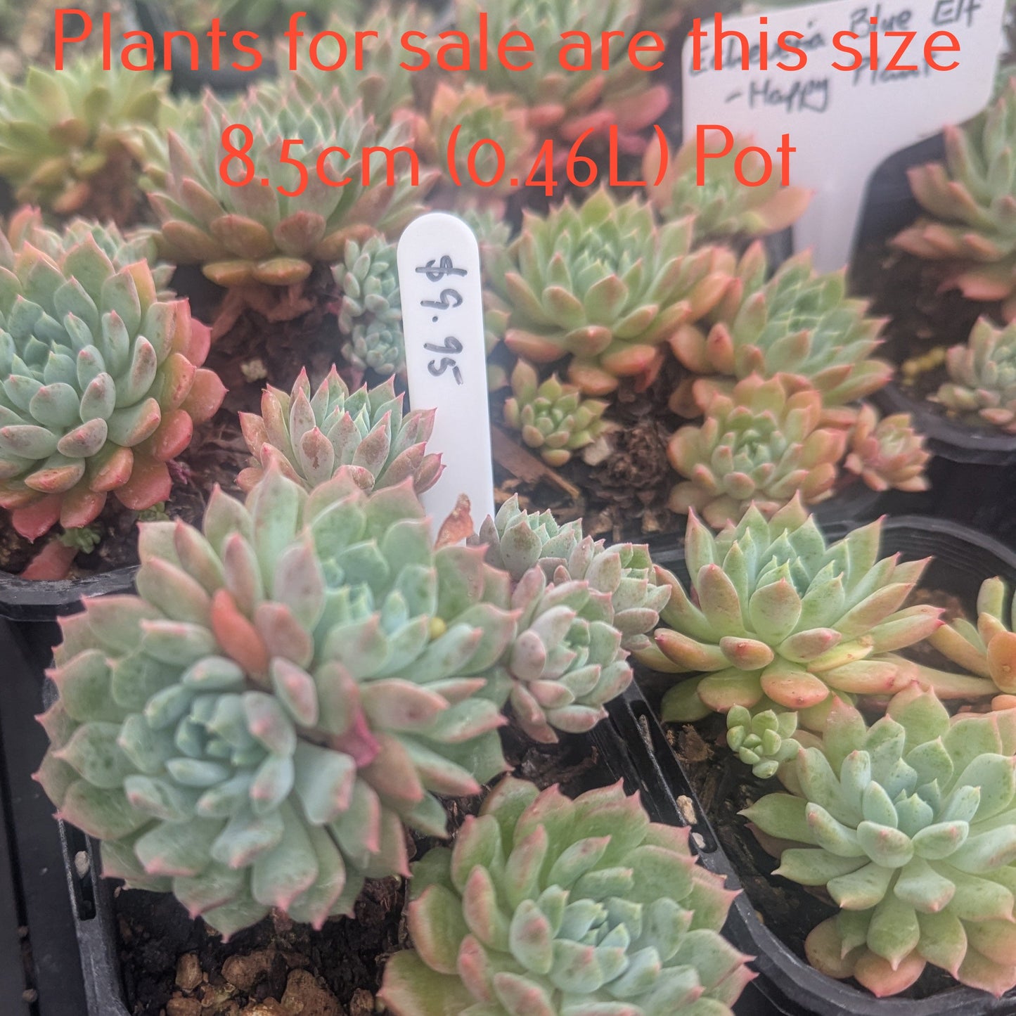 Echeveria Blue Elf | Happy Plant