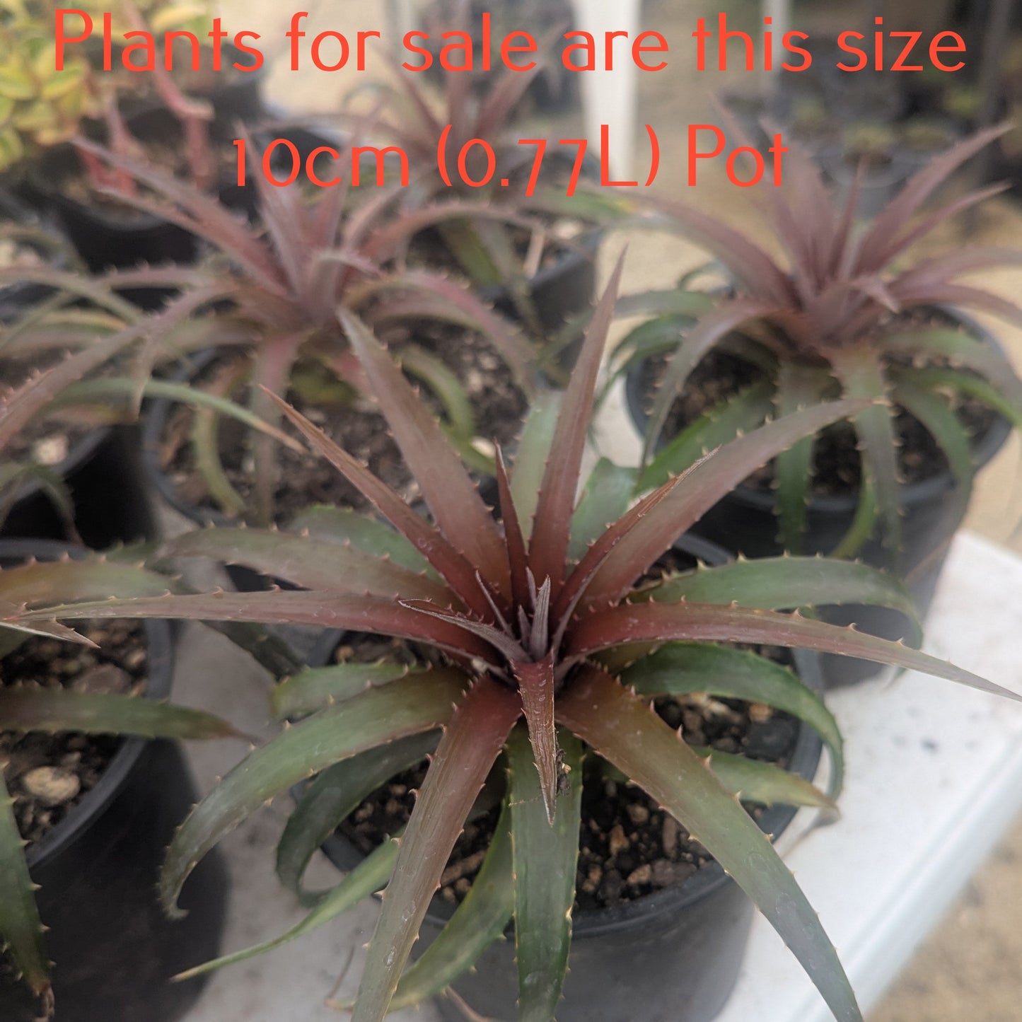 Dyckia Burgundy Ice