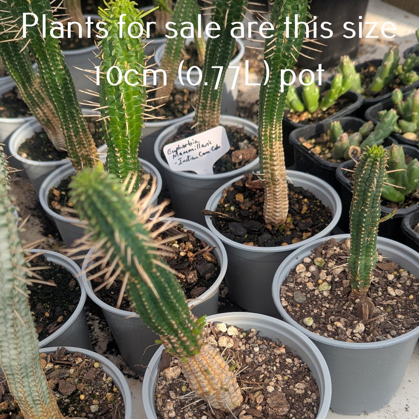Euphorbia mammillaris - Indian Corn Cob
