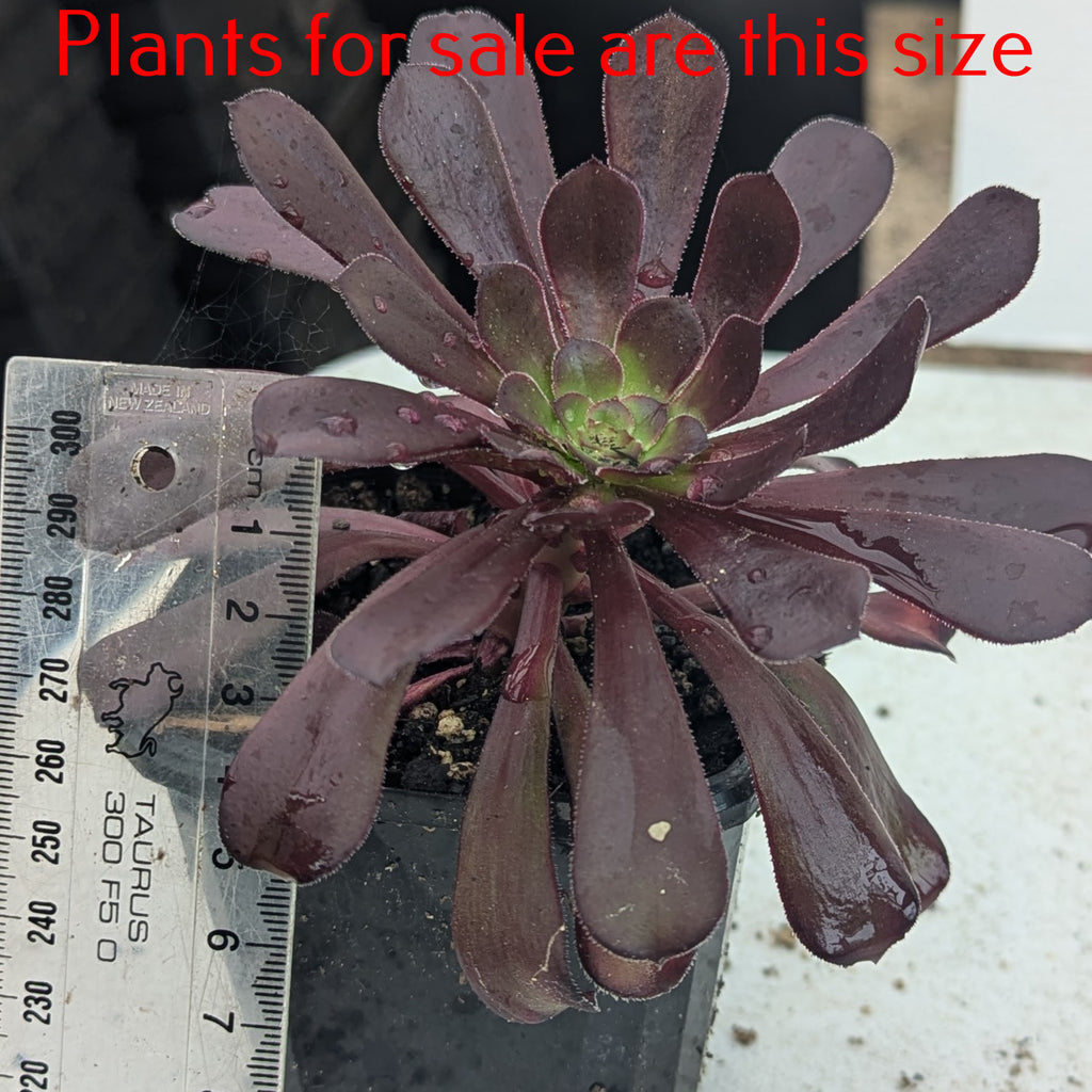 Aeonium Arboreum Zwartkop | Black Rose Aeonium
